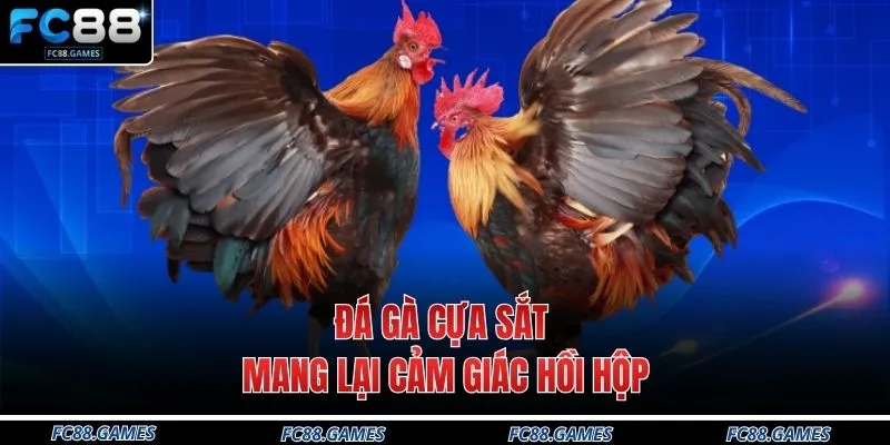 Đá gà cựa sắt mang lại cảm giác hồi hộp